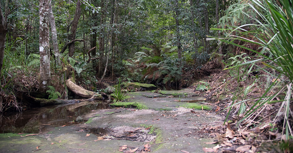 An australian sub-tropical rainforest scene.