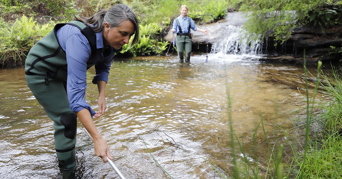 Two environmental field workers collect water samples and monitor stream conditions in a shallow creek surrounded by native vegetation.