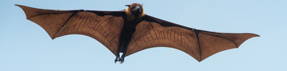 A flying-fox against a blue sky background.
