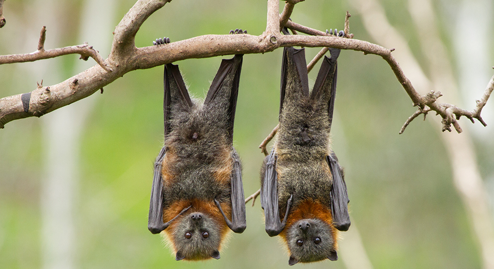 Two flying-foxes hanging upside down from a tree branch.