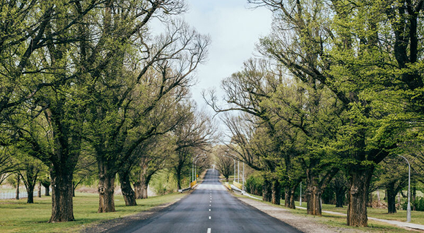 Tree-lined street.