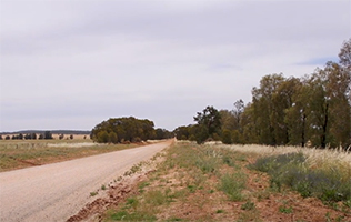 Country road showing vegetation that grows alongside it